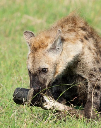 A hyena tears the flesh off a leg on a carcass. A hyena tears the flesh off a leg on a carcass.
