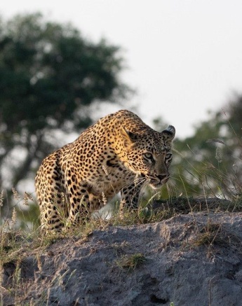 The leopard, Golonyi, stalks prey in the Greater Kruger area
