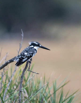 The Pied Kingfisher uses the height of a tree branch to see down into the water.