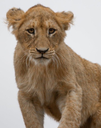 One of three cubs in the Southern Pride. 