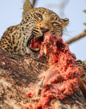 Ntsumi, the leopard, feasting on an impala kill hoisted in a tree, with her cubs waiting nearby.