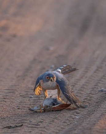 Sabi Sabi Ronald Mutero Little Sparrowhawk Sabi Sabi Ronald Mutero Little Sparrowhawk