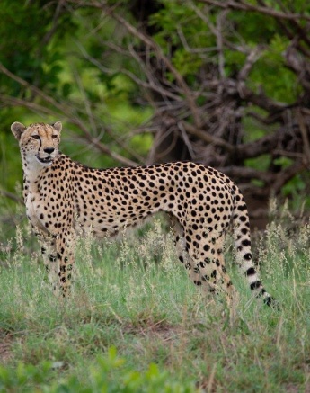 A cheetah known as Makatini. A cheetah known as Makatini.