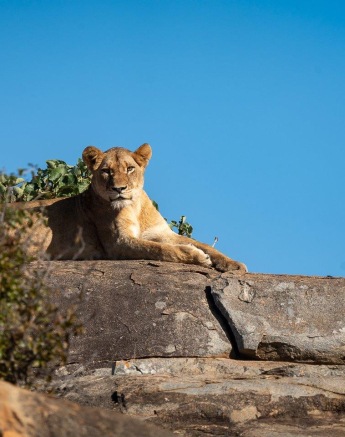 A lioness of the Southern Pride keeps watch from a rocky ridge in the southern sector of the reserve. 