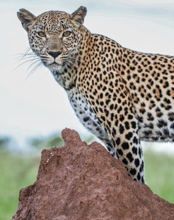 Kigelia used the height of a termite mound to gain perspective. Kigelia used the height of a termite mound to gain perspective.