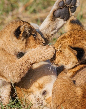 Fetch the cubs should they be successful in taking down prey Fetch the cubs should they be successful in taking down prey