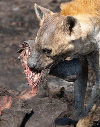 Hyena scavenging among vultures near a dead elephant carcass.