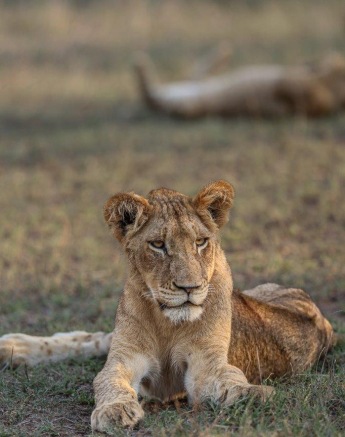 Sabi Sabi Ruan Mey Msuthlu Lion