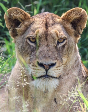 Styx Pride Female Ruan Mey Styx Pride Female Ruan Mey