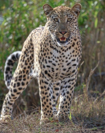 Sabi Sabi Ruan Mey Male Leopard Portrait Sabi Sabi Ruan Mey Male Leopard Portrait