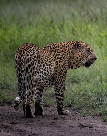 Mawelawela made his presence known by vocalising. 