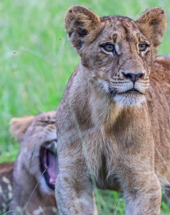 Southern Pride Sub Adult Lions Ruan Mey Southern Pride Sub Adult Lions Ruan Mey