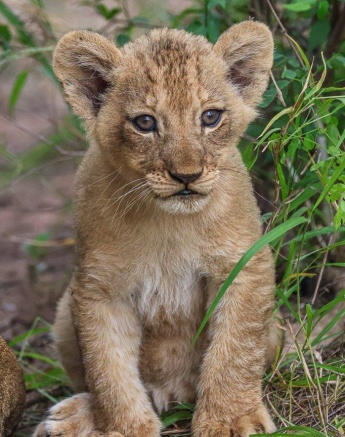 Talamati Cub Ruan Mey Talamati Cub Ruan Mey