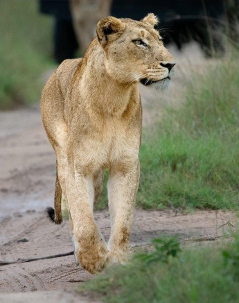 A lioness from the Msuthlu Pride. A lioness from the Msuthlu Pride.