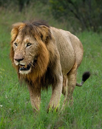 Male lions will protect their offspring to ensure their bloodline survives and thrives in the untamed. 