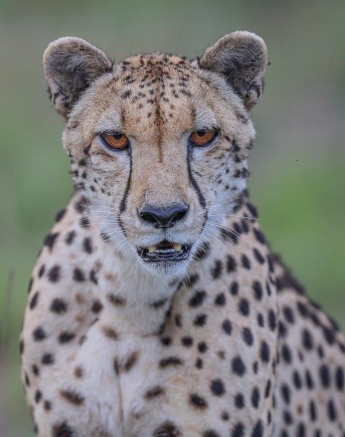Sabi Sabi Ruan Mey Male Cheetah