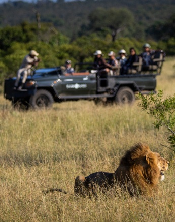 A lion rests while guests on a safari vehicle observe