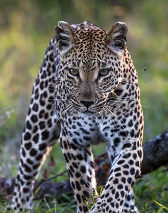 Ntsumi Gorgeous Cub Ruan Mey