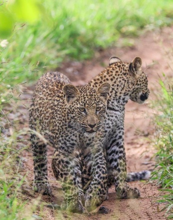 Ntsumi's inseparable cubs. 
