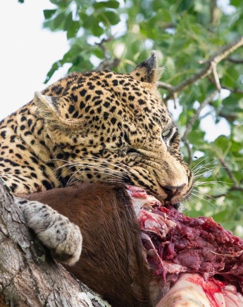 Nweti enjoys a well desered meal. Nweti enjoys a well desered meal.