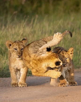Three cubs play learning valuable skills. 