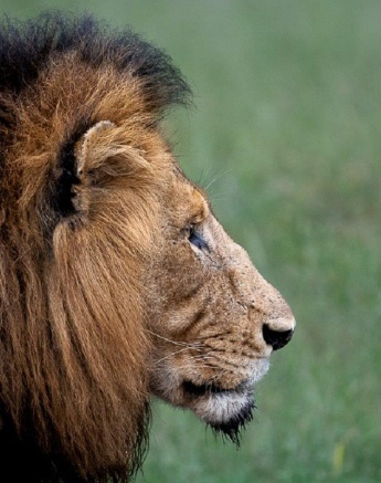The profile of a dominant male lion.