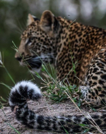 Ntsumi mother protecting and nurturing her youngsters