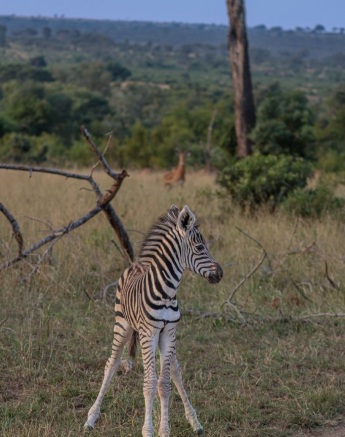 A zebra calf is seen during a game drive from Sabi Sabi. 