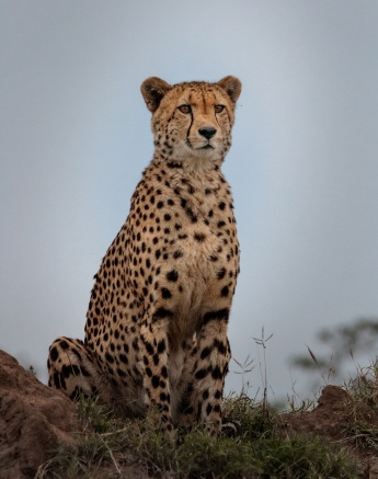 A cheetah scans its surroundings.