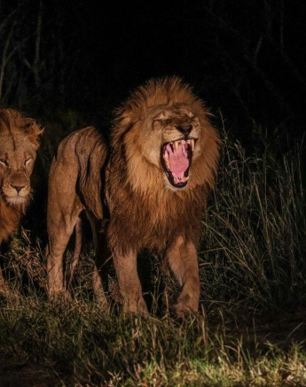 The dominant male lion, Kambula bears his teeth. The dominant male lion, Kambula bears his teeth.