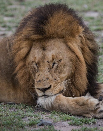 A Gijima male lion rests after a big meal.