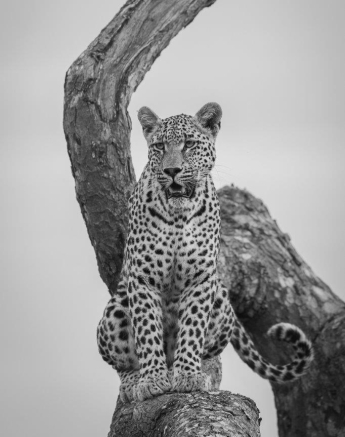 Nottins Male Black And White Daniel Greyvenstein Nottins Male Black And White Daniel Greyvenstein