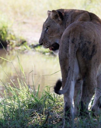 One of the formidable lionesses from the Talamati pride. One of the formidable lionesses from the Talamati pride.