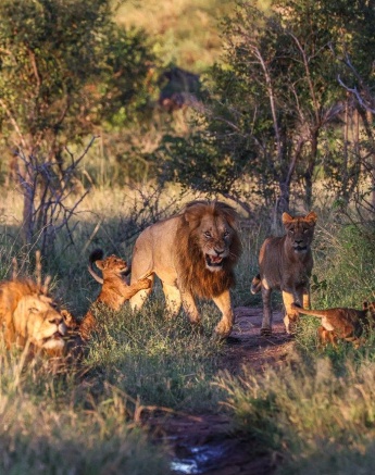 The Southern Pride cubs play with their father, a dominant Gijima male. The Southern Pride cubs play with their father, a dominant Gijima male.