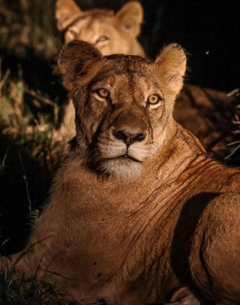 Three of the Southern Pride lionesses Three of the Southern Pride lionesses