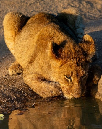 A lion cub from the Msuthlu Pride drinking water, a vital activity in the harsh African bush. A lion cub from the Msuthlu Pride drinking water, a vital activity in the harsh African bush.