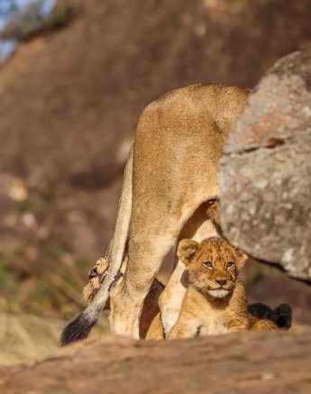 We got to the outcrop and started scouting when the movement caught our eyes We got to the outcrop and started scouting when the movement caught our eyes