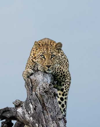 Ronald Mutero Golonyi Leopard Ronald Mutero Golonyi Leopard