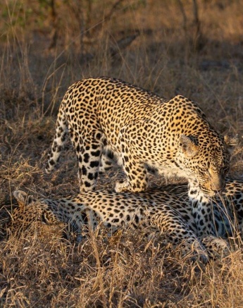 N’weti and the very elusive Ndzanzeni female were mating in the long grass N’weti and the very elusive Ndzanzeni female were mating in the long grass