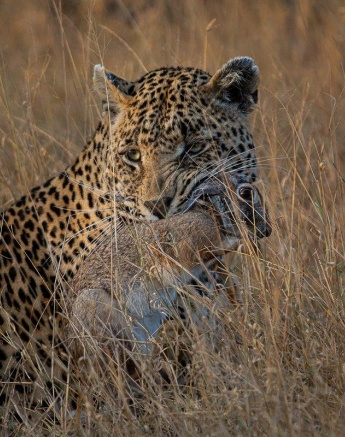 Sabi Sabi Ronald Mutero Nweti Leopard Sabi Sabi Ronald Mutero Nweti Leopard