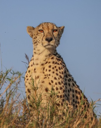 Sabi Sabi Ruan Mey Cheetah Regal