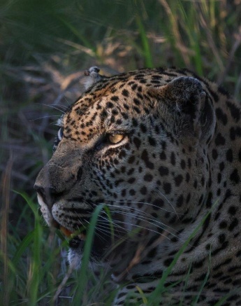Mawelawela sits ominously among the thicket. 