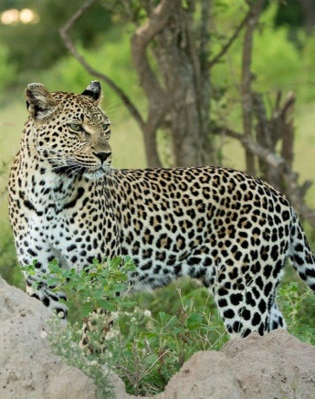 Ntsumi stays alert. Ntsumi stays alert.