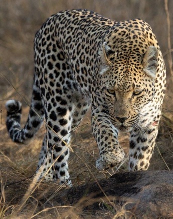 Ntsumi female leopard moving through the thickets, searching for a mate. Ntsumi female leopard moving through the thickets, searching for a mate.