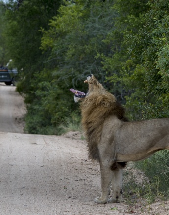A male lion roars, and in the background a Sabi Sabi vehicle with guests feel the reverberations.