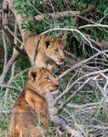 Two cubs from the Talamati pride play in the branches of a tree. 