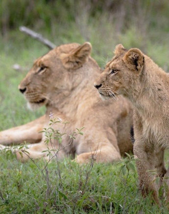 Members of the Southern Pride keep an eye out for any opportunity to go after prey species. 