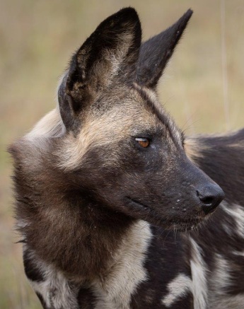 A wild dog keeps an eye out, scanning its surroundings. A wild dog keeps an eye out, scanning its surroundings.