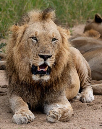 This pride of lions was lying in the road, warming up in the early morning while digesting a recent meal.