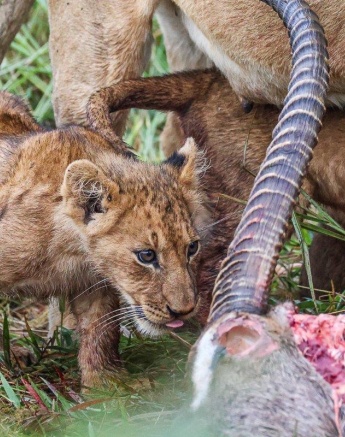 Each member of the pride brings their side to ensure a successful group Each member of the pride brings their side to ensure a successful group